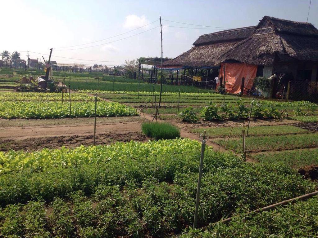 Green House Homestay Hoi An Esterno foto